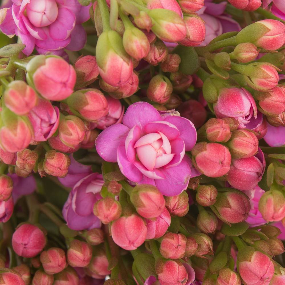 Kalanchoe rosa Taffy Pink Meadow 35cm