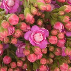 Kalanchoe rosa Taffy Pink Meadow 35cm