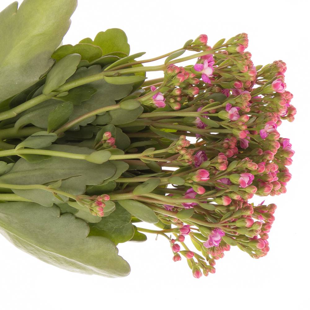 Kalanchoe rosa Taffy Pink Meadow 35cm
