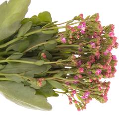 Kalanchoe rosa Taffy Pink Meadow 35cm