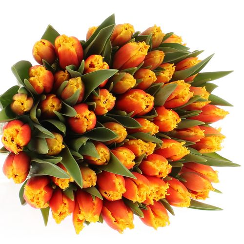 Tulpe gelb/rot gezackt Davenport 24 Gramm