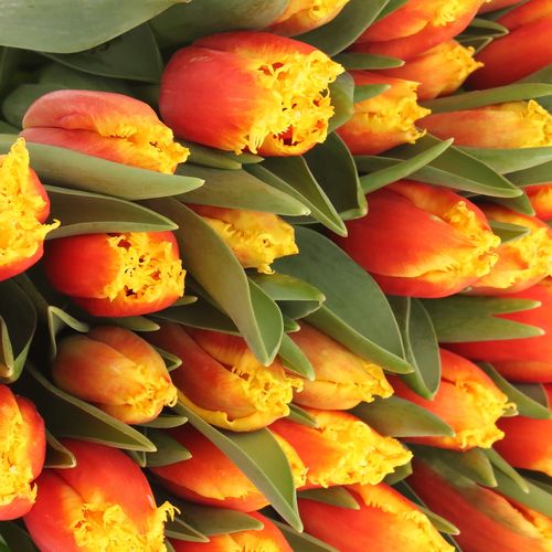 Tulpe gelb/rot gezackt Davenport 24 Gramm