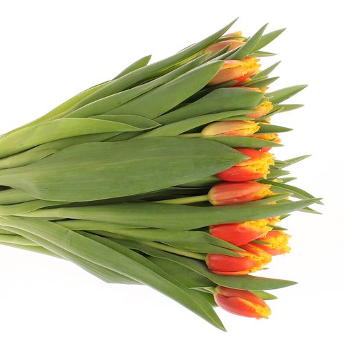 Tulpe gelb/rot gezackt Davenport 24 Gramm