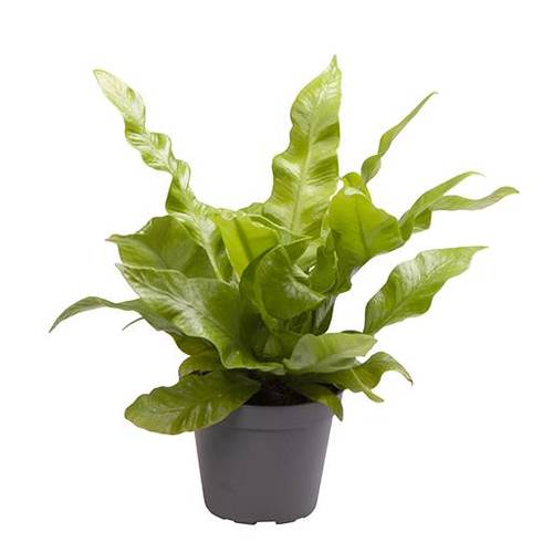 Asplenium Nidus Crispy Wave T06 H015