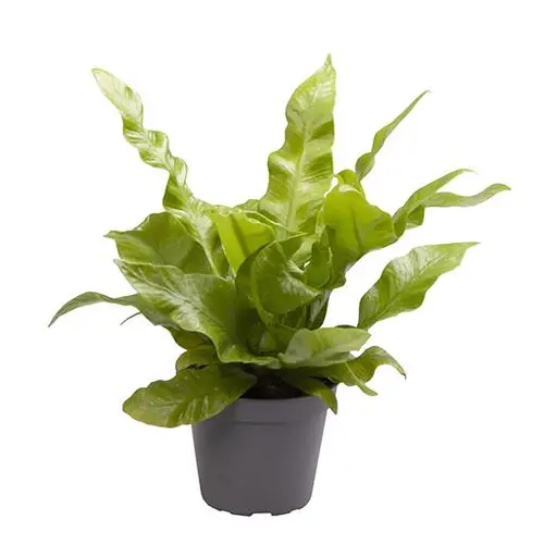 Asplenium Nidus Crispy Wave T06 H015