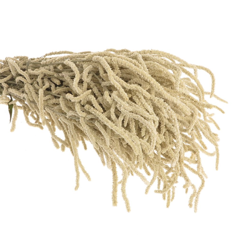 Amaranthus stehend weiss Yearming Desert 50cm