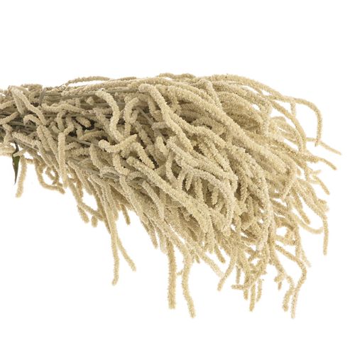 Amaranthus stehend weiss Yearming Desert 50cm