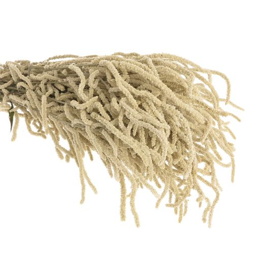 Amaranthus stehend weiss Yearming Desert 50cm