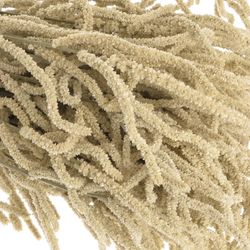 Amaranthus stehend weiss Yearming Desert 50cm
