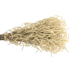 Amaranthus stehend weiss Yearming Desert 50cm