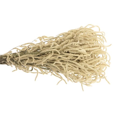 Amaranthus stehend weiss Yearming Desert 50cm