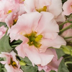 Lisianthus rosa Feminine 5+Blüte 70cm