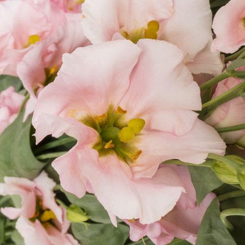 Lisianthus rosa Feminine 5+Blüte 70cm