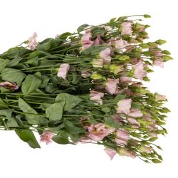 Lisianthus rosa Feminine 5+Blüte 70cm