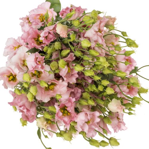 Lisianthus rosa Feminine 5+Blüte 70cm