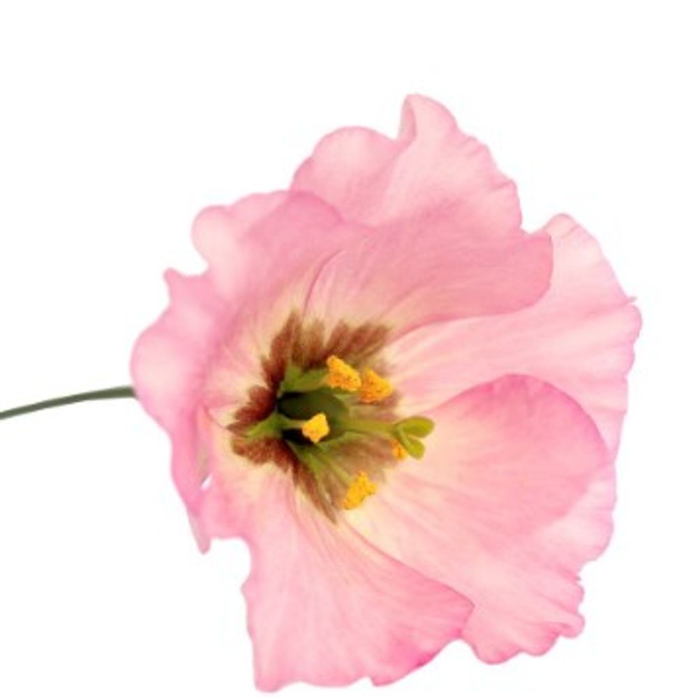 Lisianthus rosa Feminine 5+Blüte 70cm