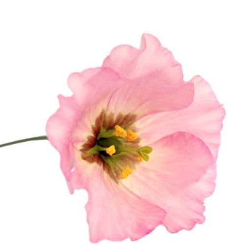 Lisianthus rosa Feminine 5+Blüte 70cm