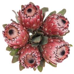 Protea rosa Early Mountain 60cm