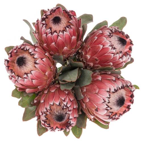 Protea rosa Early Mountain 60cm