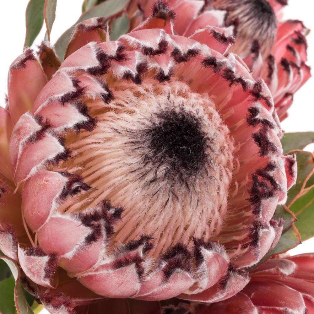 Protea rosa Early Mountain 60cm