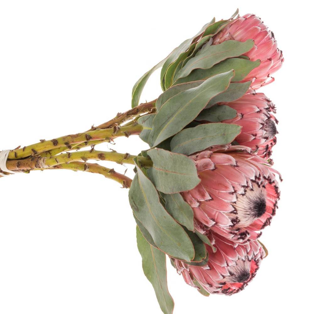 Protea rosa Early Mountain 60cm