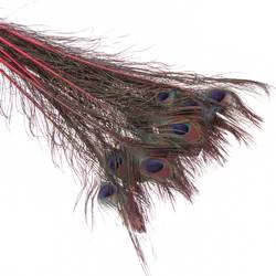Pfauenfeder 90cm cerise/rot