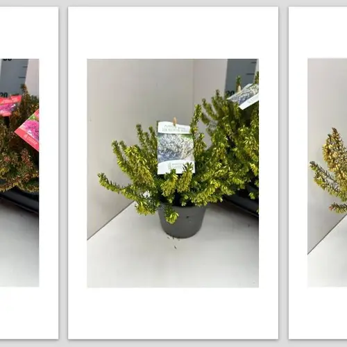 Erica Carnea mix Winter Ladies T11 H015