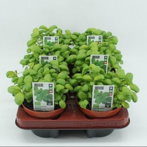 Bio Basilikum T12 H20