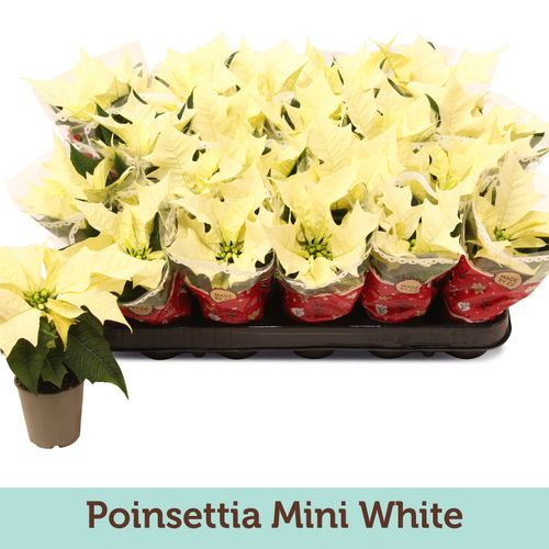 Poins.weiss mini Alaska Tüte T06 H13