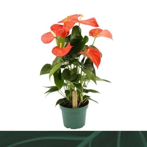 Anthurium dunkel orange Florida T14 H050