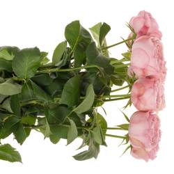 Rose verzweigt hell rosa Mansfield Pink Park 50cm