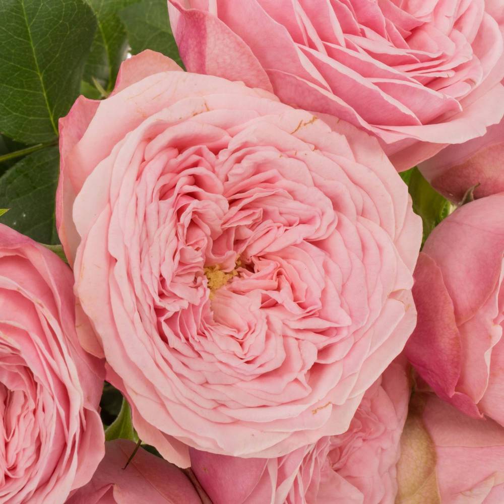 Rose verzweigt hell rosa Mansfield Pink Park 50cm