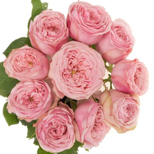 Rose verzweigt hell rosa Mansfield Pink Park 50cm