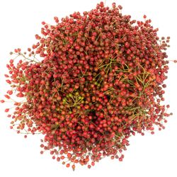 Hagebutte rot Fair Jewel 60cm 