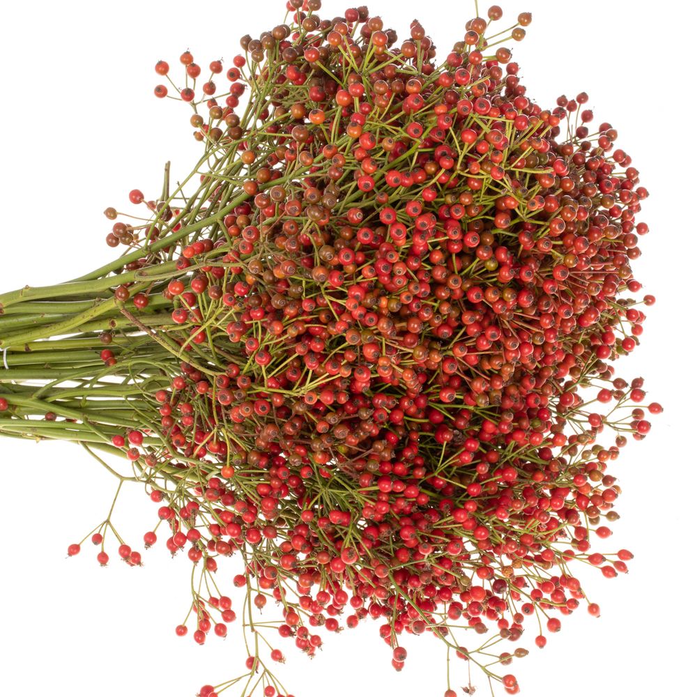 Hagebutte rot Fair Jewel 60cm 