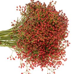 Hagebutte rot Fair Jewel 60cm 