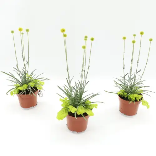 Craspedia gelb Lysimachia T13 H035