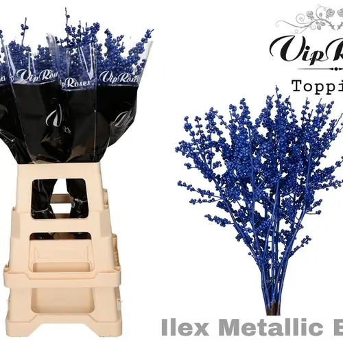 Ilex blau gefarbt 70cm