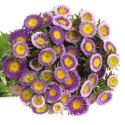 Aster blau/gelb Verzweigt pro bund 50cm