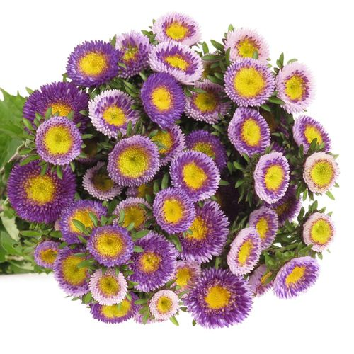 Aster blau/gelb Verzweigt pro bund 50cm