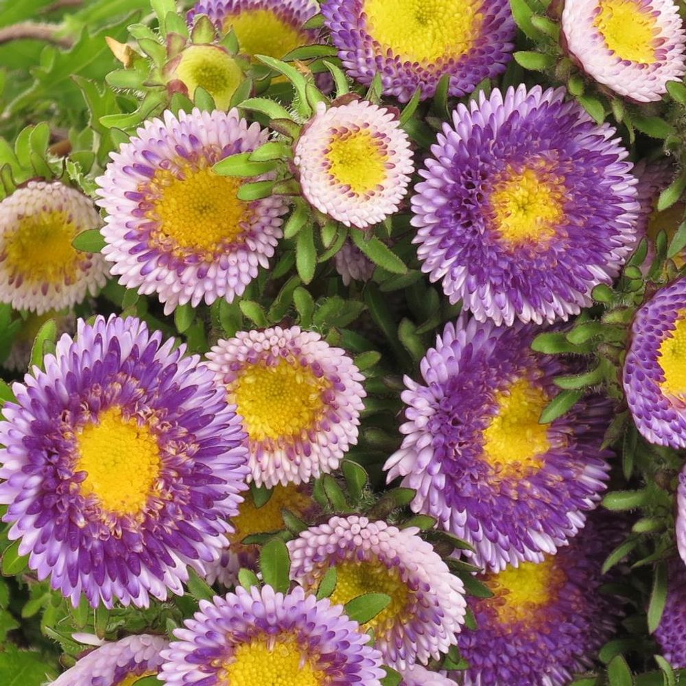 Aster blau/gelb Verzweigt pro bund 50cm