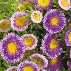 Aster blau/gelb Verzweigt pro bund 50cm
