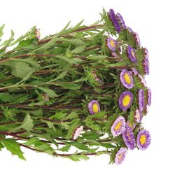 Aster blau/gelb Verzweigt pro bund 50cm