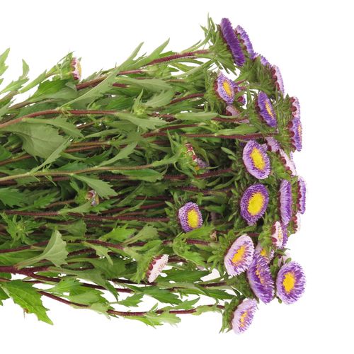 Aster blau/gelb Verzweigt pro bund 50cm