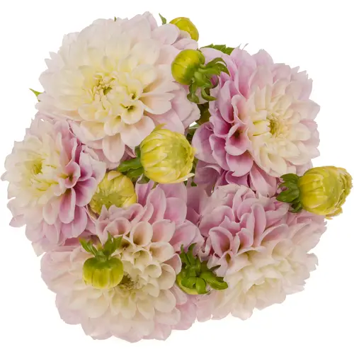 Dahlia hell rosa Sweet love 55cm