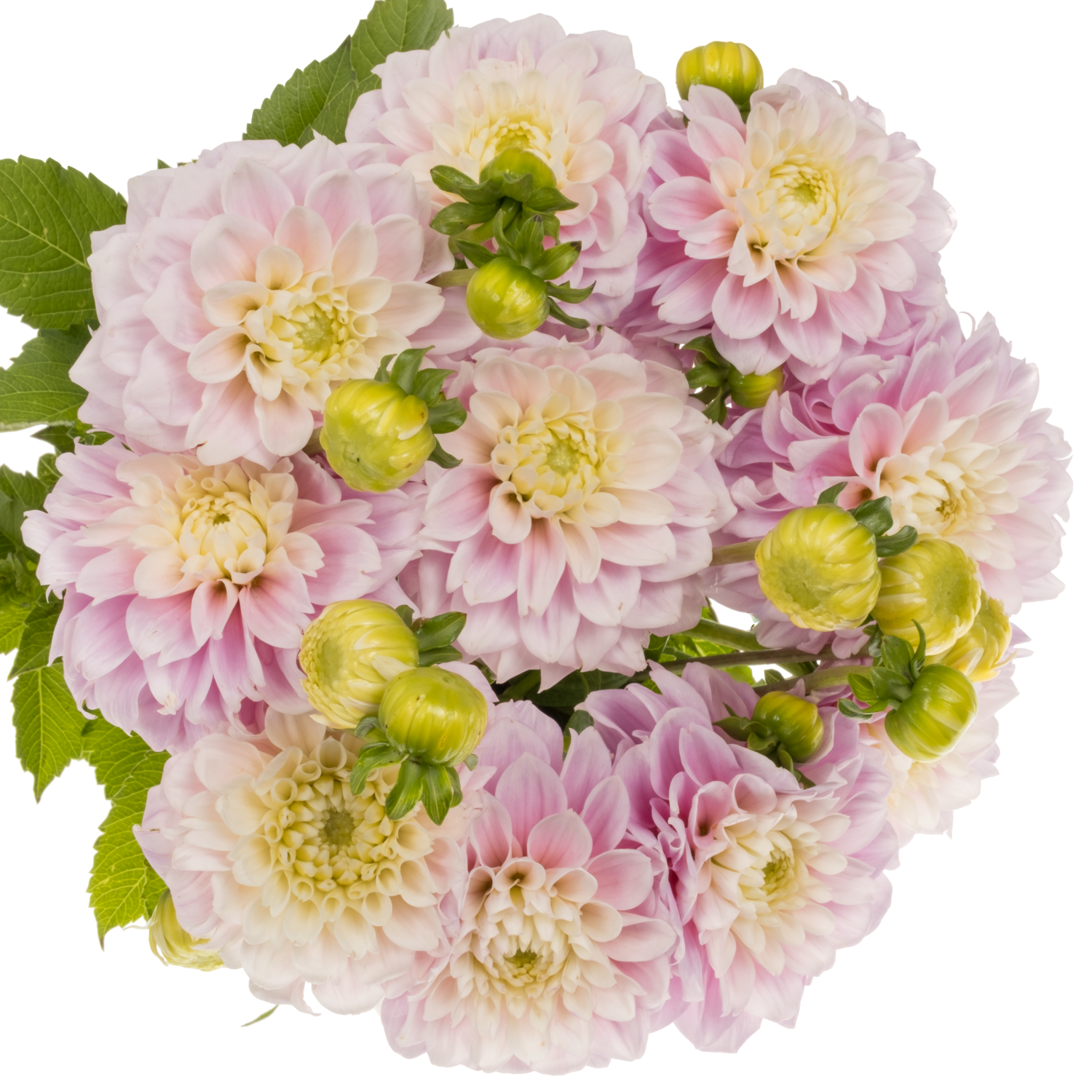Dahlia hell rosa Sweet love 55cm