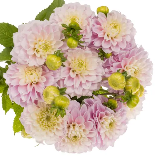 Dahlia hell rosa Sweet love 55cm