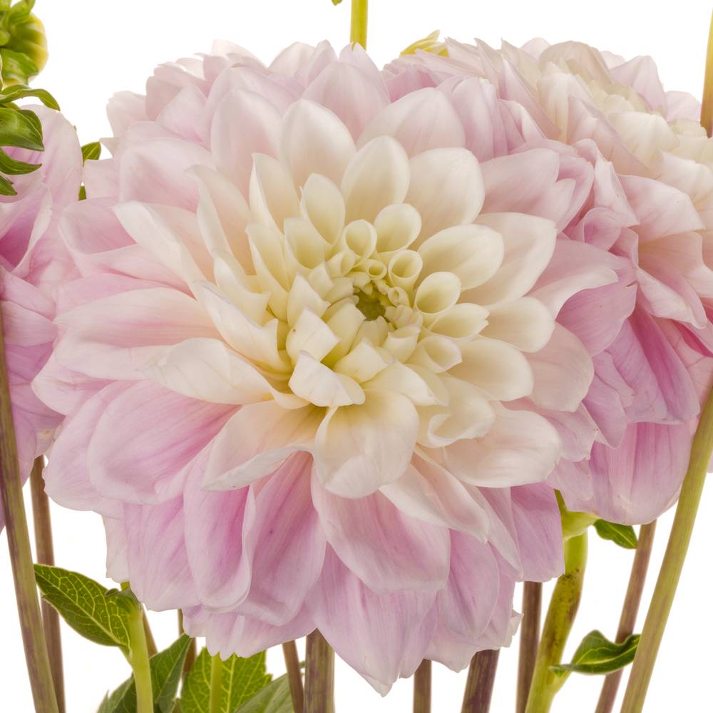Dahlia hell rosa Sweet love 55cm