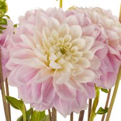 Dahlia hell rosa Sweet love 55cm