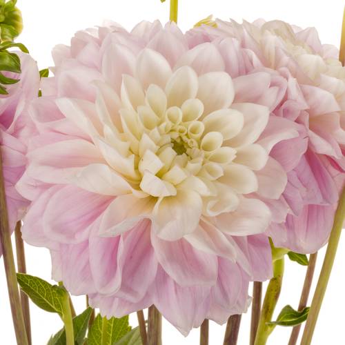 Dahlia hell rosa Sweet love 55cm